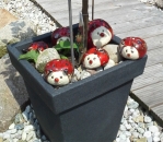 Marienk�fer verschiedene Gr��en